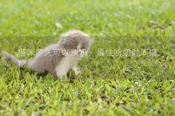 猫咪多久可以断奶，最佳断奶时间揭秘