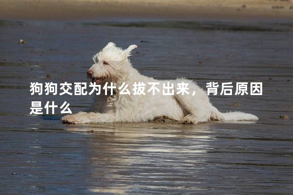 狗狗交配为什么拔不出来，背后原因是什么