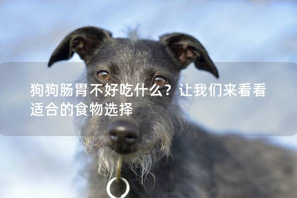 狗狗肠胃不好吃什么？让我们来看看适合的食物选择