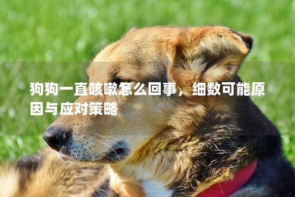 狗狗一直咳嗽怎么回事，细数可能原因与应对策略