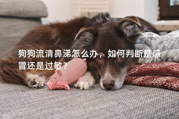 狗狗流清鼻涕怎么办，如何判断是感冒还是过敏？