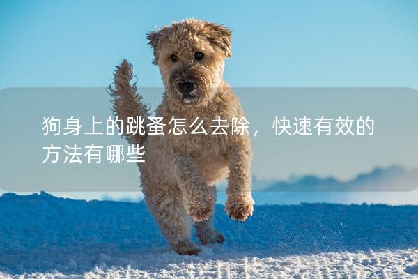 狗身上的跳蚤怎么去除，快速有效的方法有哪些