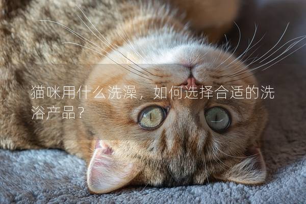猫咪用什么洗澡，如何选择合适的洗浴产品？