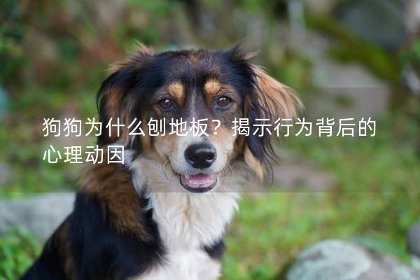 狗狗为什么刨地板？揭示行为背后的心理动因