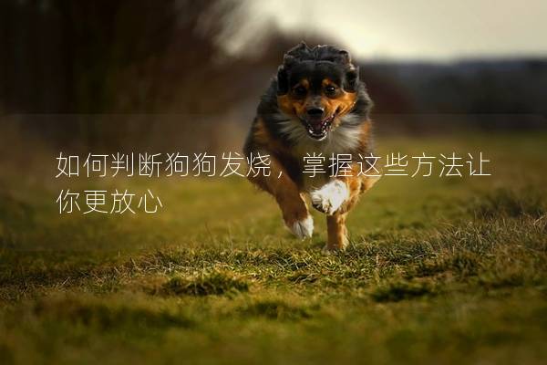 如何判断狗狗发烧，掌握这些方法让你更放心