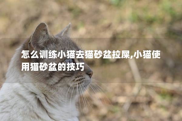怎么训练小猫去猫砂盆拉屎,小猫使用猫砂盆的技巧
