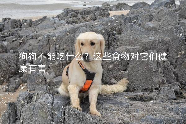 狗狗不能吃什么？这些食物对它们健康有害