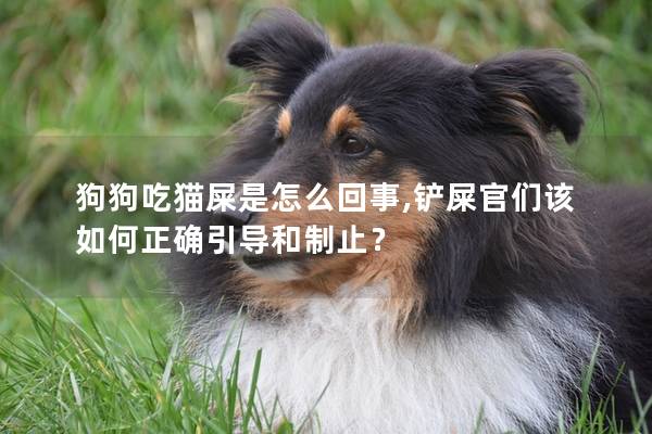 狗狗吃猫屎是怎么回事,铲屎官们该如何正确引导和制止？