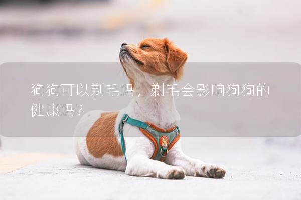 狗狗可以剃毛吗，剃毛会影响狗狗的健康吗？