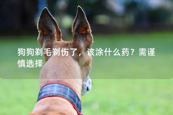 狗狗剃毛剃伤了，该涂什么药？需谨慎选择