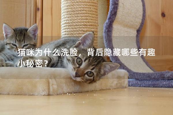猫咪为什么洗脸，背后隐藏哪些有趣小秘密？