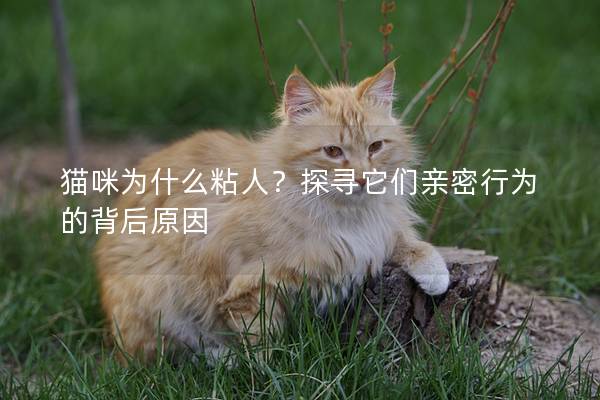 猫咪为什么粘人？探寻它们亲密行为的背后原因