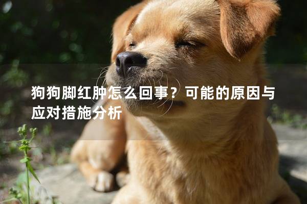 狗狗脚红肿怎么回事？可能的原因与应对措施分析