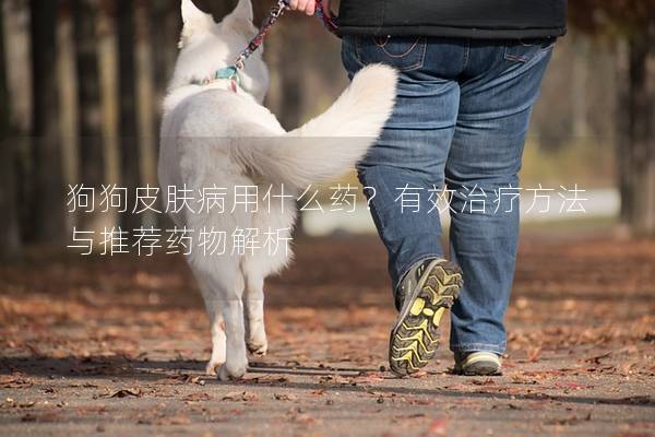 狗狗皮肤病用什么药？有效治疗方法与推荐药物解析