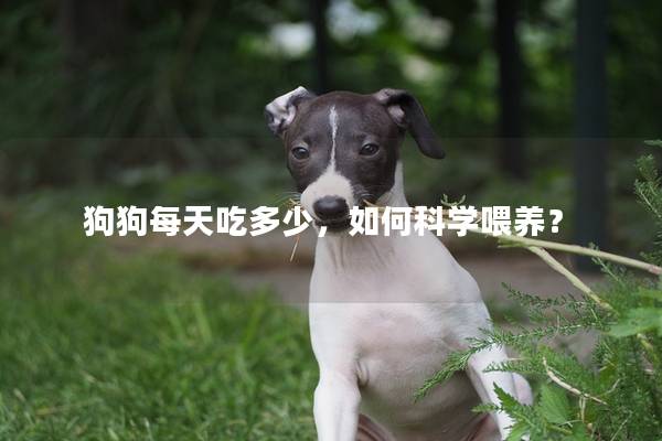 狗狗每天吃多少，如何科学喂养？
