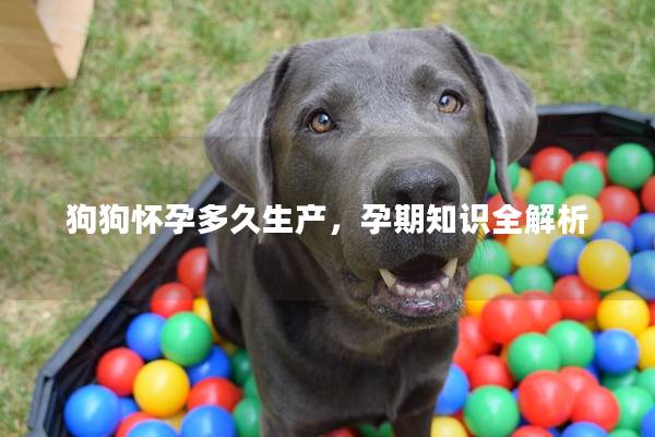 狗狗怀孕多久生产，孕期知识全解析