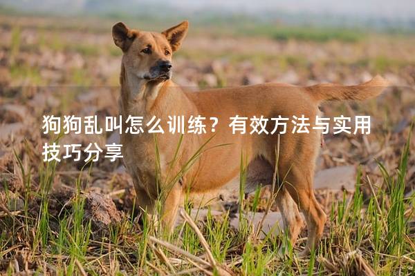 狗狗乱叫怎么训练？有效方法与实用技巧分享