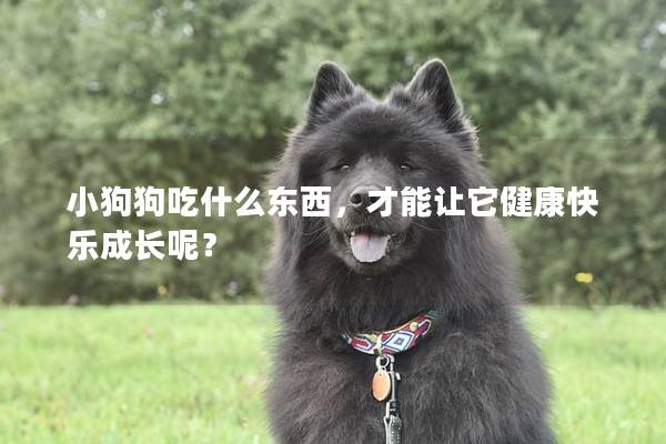 小狗狗吃什么东西，才能让它健康快乐成长呢？