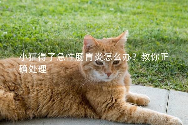 小猫得了急性肠胃炎怎么办？教你正确处理