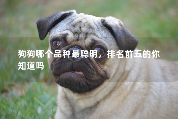 狗狗哪个品种最聪明，排名前五的你知道吗