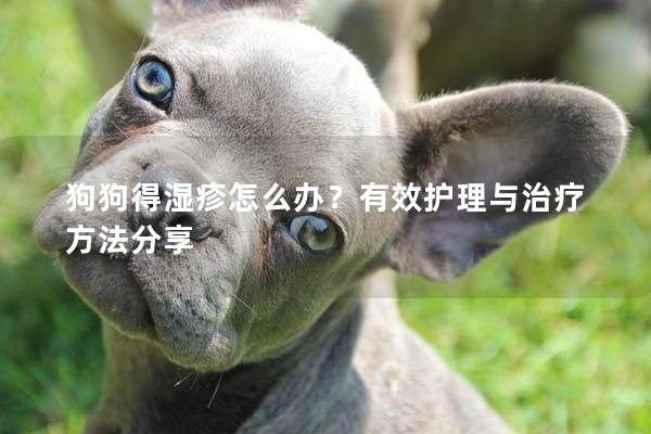 狗狗得湿疹怎么办？有效护理与治疗方法分享