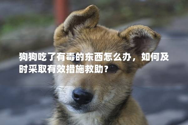 狗狗吃了有毒的东西怎么办，如何及时采取有效措施救助？