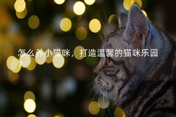 怎么养小猫咪，打造温馨的猫咪乐园？