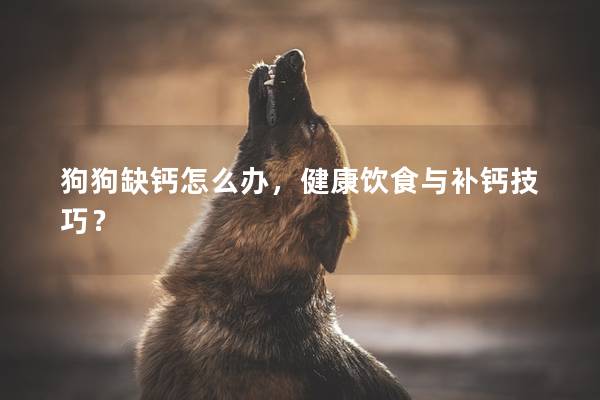 狗狗缺钙怎么办，健康饮食与补钙技巧？
