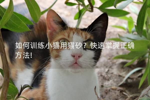 如何训练小猫用猫砂？快速掌握正确方法!