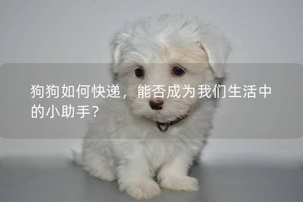 狗狗如何快递，能否成为我们生活中的小助手？