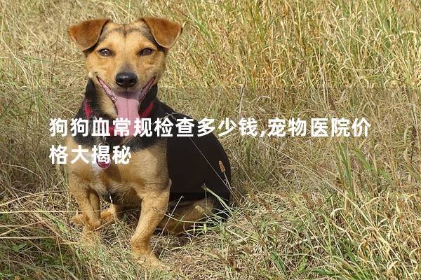 狗狗血常规检查多少钱,宠物医院价格大揭秘