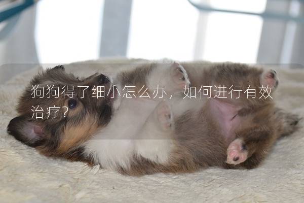 狗狗得了细小怎么办，如何进行有效治疗？