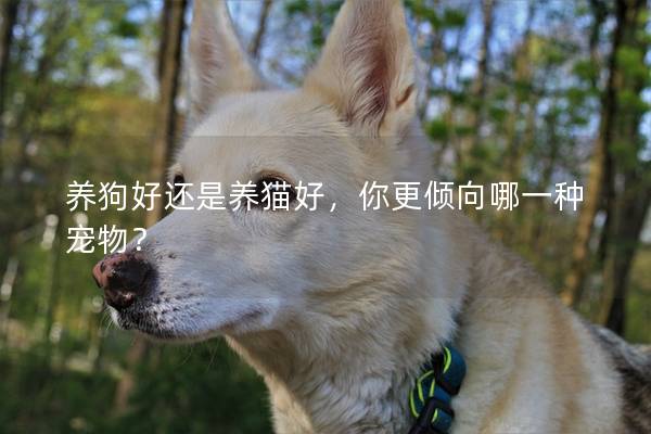 养狗好还是养猫好，你更倾向哪一种宠物？