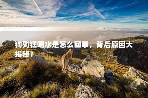 狗狗狂喝水是怎么回事，背后原因大揭秘？
