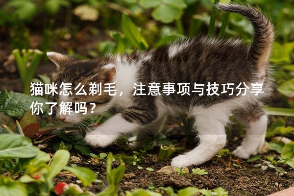 猫咪怎么剃毛，注意事项与技巧分享你了解吗？