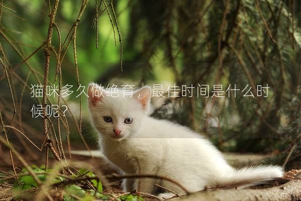 猫咪多久做绝育，最佳时间是什么时候呢？