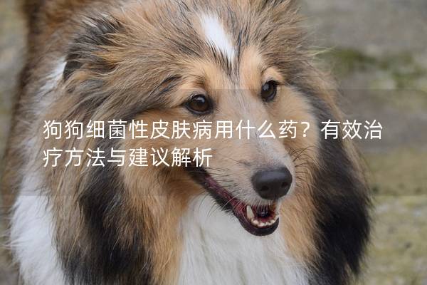 狗狗细菌性皮肤病用什么药？有效治疗方法与建议解析