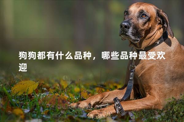 狗狗都有什么品种，哪些品种最受欢迎