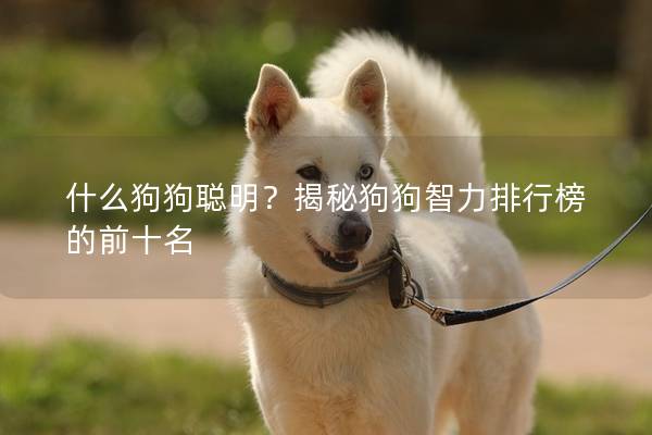 什么狗狗聪明？揭秘狗狗智力排行榜的前十名
