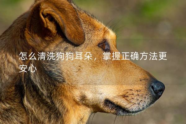 怎么清洗狗狗耳朵，掌握正确方法更安心