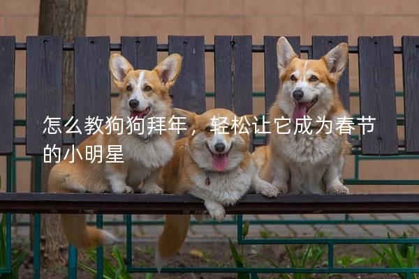 怎么教狗狗拜年，轻松让它成为春节的小明星