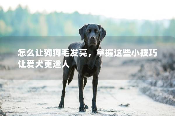 怎么让狗狗毛发亮，掌握这些小技巧让爱犬更迷人