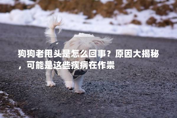 狗狗老甩头是怎么回事？原因大揭秘，可能是这些疾病在作祟