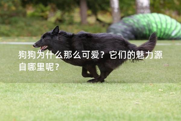 狗狗为什么那么可爱？它们的魅力源自哪里呢？