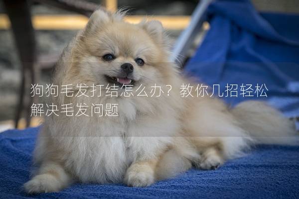 狗狗毛发打结怎么办？教你几招轻松解决毛发问题