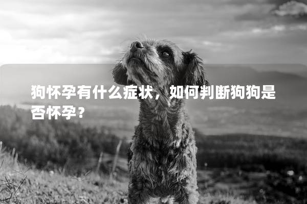 狗怀孕有什么症状，如何判断狗狗是否怀孕？