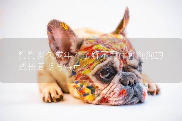 狗狗多久成年？了解不同品种狗狗的成长周期与特点