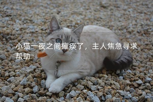 小猫一夜之间瘫痪了，主人焦急寻求帮助