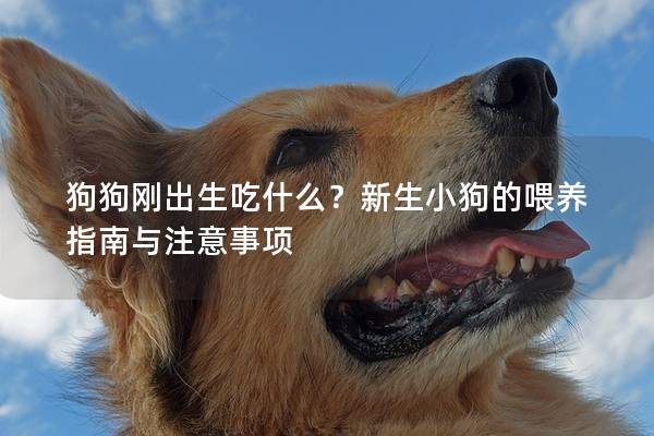 狗狗刚出生吃什么？新生小狗的喂养指南与注意事项