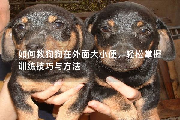 如何教狗狗在外面大小便，轻松掌握训练技巧与方法